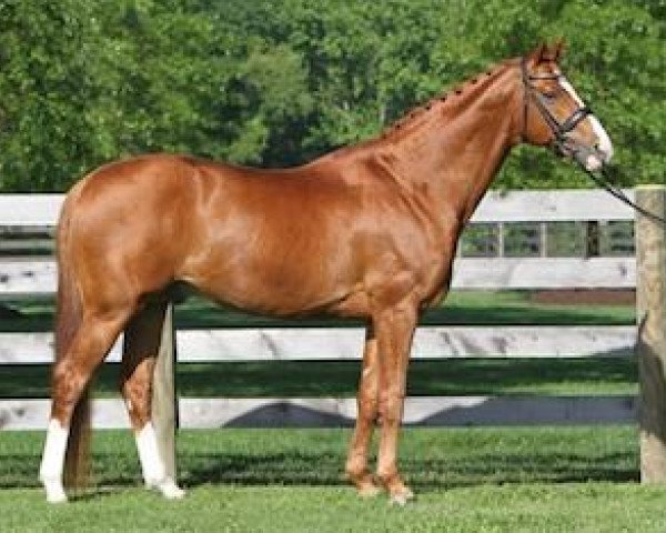stallion Locksley I (Hanoverian, 2001, from Londonderry)