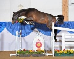 stallion Numerico (Oldenburg show jumper, 2011, from Numero Uno)