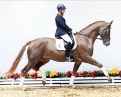 dressage horse Druide (Oldenburg, 2008, from Duino)