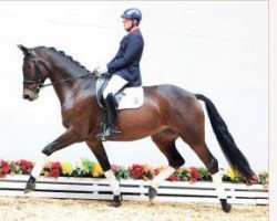 dressage horse Don Santo 3 (Oldenburg, 2008, from Don Diamond)