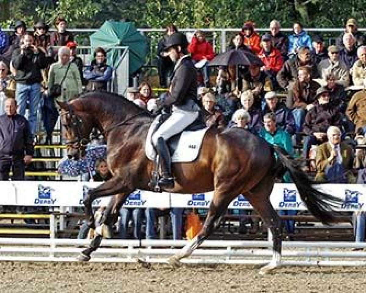 Deckhengst For Romadour (Rheinländer, 2005, von Fürst Heinrich)