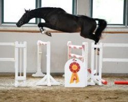 dressage horse Lewis 26 (Holsteiner, 2011, from Larimar)