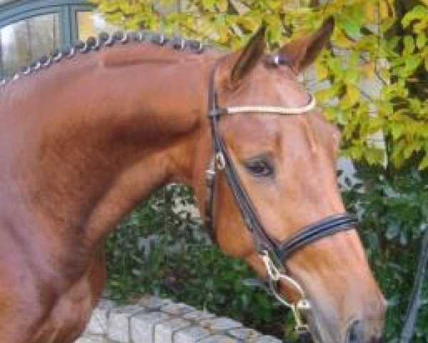 stallion Fibonacci S (German Sport Horse, 2011, from Flipper d'Elle)