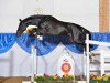 stallion Famous Diamant (Bavarian, 2011, from Favorit Ask)