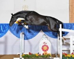 stallion Famous Diamant (Bavarian, 2011, from Favorit Ask)