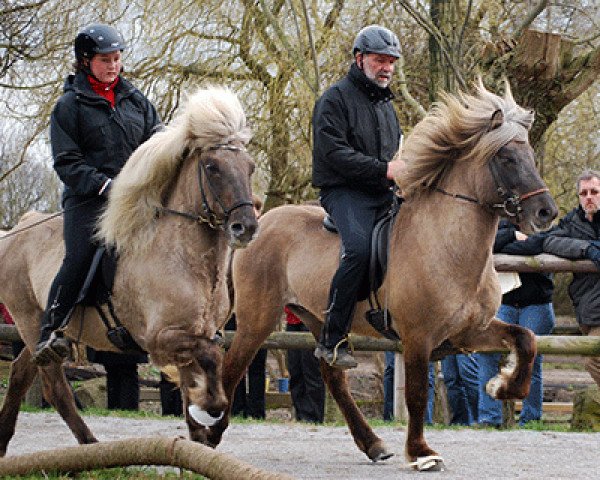 horse Drengur von Zand (Iceland Horse, 2007, from Gilling vom Waldhof)