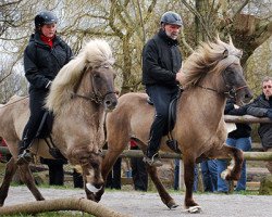 horse Drengur von Zand (Iceland Horse, 2007, from Gilling vom Waldhof)