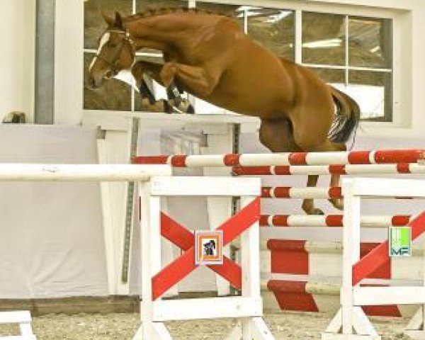 jumper Con Carthago (German Sport Horse, 2011, from Conthargos)