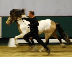 stallion Albert von Rutenmühle (Iceland Horse, 2007, from Garpur von Rutenmühle)