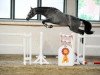 jumper Caillou 45 (German Sport Horse, 2011, from Como)