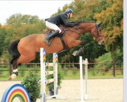 jumper Lara 509 (Oldenburg show jumper, 2007, from Ludwigs As)