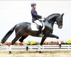 dressage horse Friesen Ball (Oldenburg, 2010, from Fürstenball)