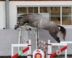 jumper Cool Down 9 (German Sport Horse, 2011, from Colestus)