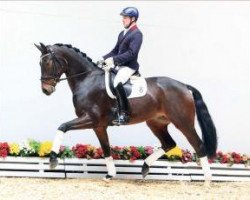 dressage horse Fierrabras (Oldenburg, 2009, from Fürst Romancier)