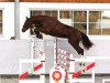 jumper Clueso 18 (German Sport Horse, 2011, from Colestus)