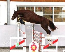 Springpferd Clueso 18 (Deutsches Sportpferd, 2011, von Colestus)