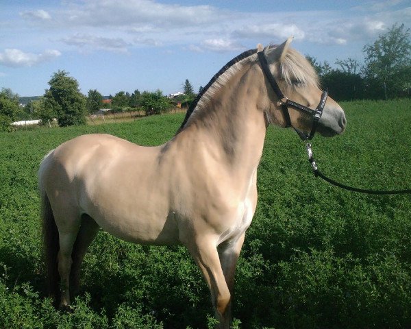 broodmare Kis-Mona (Fjord Horse, 2006, from Malino)