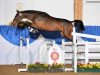 jumper Neugschwent's Classico (Oldenburg show jumper, 2011, from Clinton I)