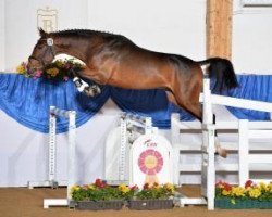 jumper Neugschwent's Classico (Oldenburg show jumper, 2011, from Clinton I)