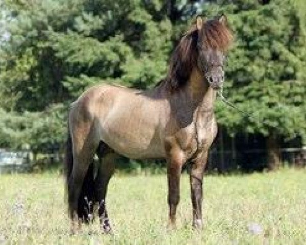 stallion As fra Visindahofi (Iceland Horse, 2007, from Alfasteinn fra Selfossi)