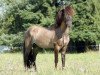 stallion As fra Visindahofi (Iceland Horse, 2007, from Alfasteinn fra Selfossi)