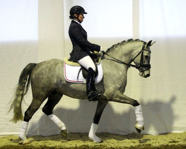 dressage horse Nur Mit Mir (German Riding Pony, 2008, from Noir de Luxe)
