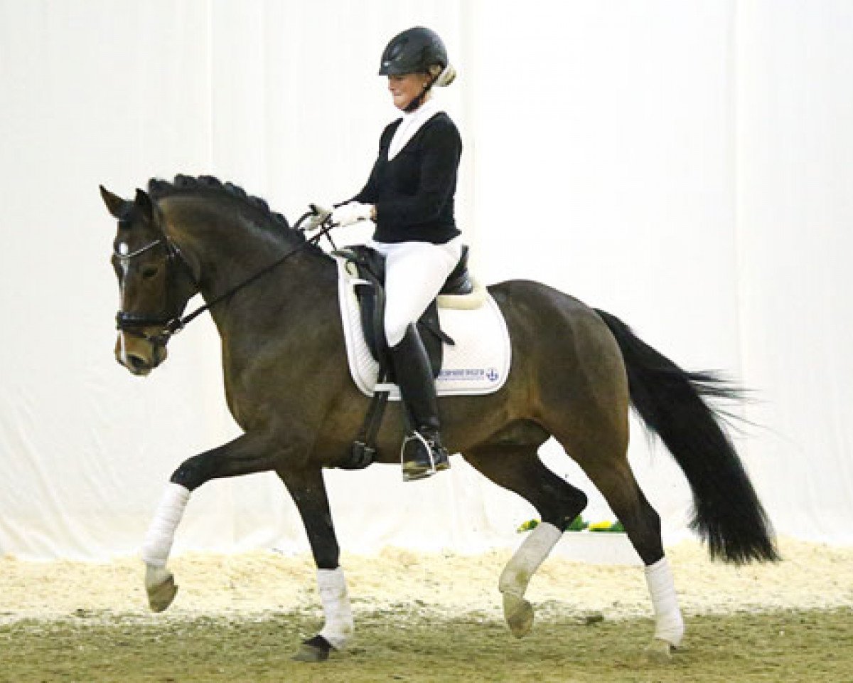 horse Can Step JSO (German Riding Pony, 2010, from FS Champion de Luxe)