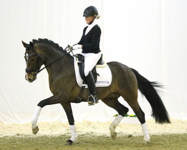 dressage horse Can Step JSO (German Riding Pony, 2010, from FS Champion de Luxe)