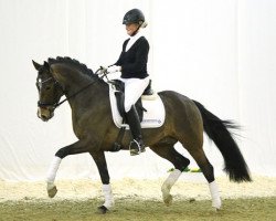 jumper Can Step JSO (German Riding Pony, 2010, from FS Champion de Luxe)