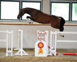 stallion Cascalido (German Sport Horse, 2011, from Casdorff)