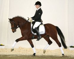 horse Cha Cha Cha (German Riding Pony, 2010, from Charivari)