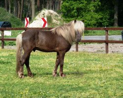 horse Birkir von Roetgen (Iceland Horse, 2007, from Spóki frá Laugarvatni)