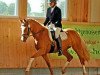 dressage horse Chica (German Riding Pony, 2009, from Casino Royale K WE)