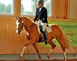 dressage horse Chica (German Riding Pony, 2009, from Casino Royale K WE)