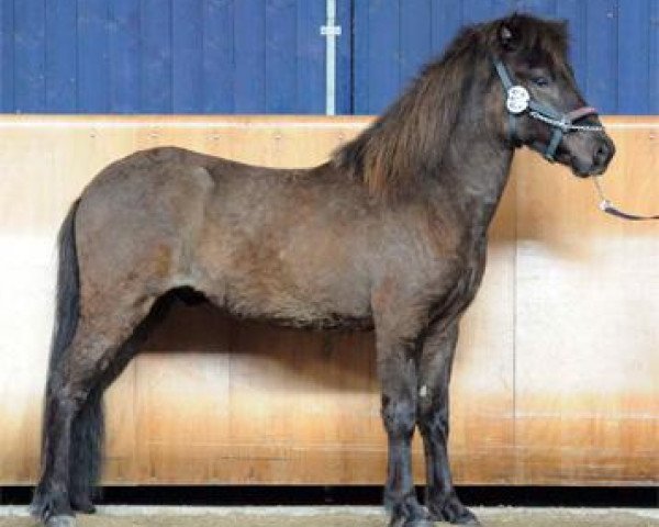 horse Blakkur fra Saudarkroki (Iceland Horse, 2008, from Rökkvi fra Harlaugsstödum)