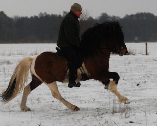 horse Bliki fra Stora-Vatnsskardi (Iceland Horse, 2008, from Vidalin fra Hamraholi)