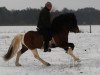 horse Bliki fra Stora-Vatnsskardi (Iceland Horse, 2008, from Vidalin fra Hamraholi)