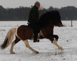 Pferd Bliki fra Stora-Vatnsskardi (Islandpferd, 2008, von Vidalin fra Hamraholi)