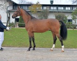 stallion Amelios (Bavarian, 2011, from Amantus)