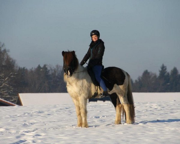 Pferd Frodi fra Fagranesi (Islandpferd, 2008, von Óður frá Brún)