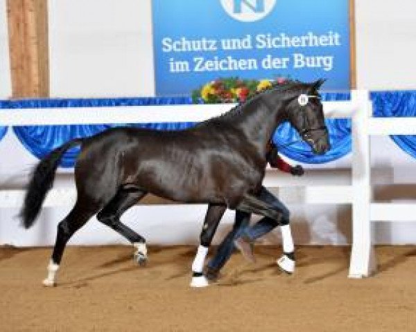 stallion Zansibar (Oldenburg, 2011, from Zack)