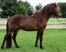 horse Kongur vom Lichtenberg (Iceland Horse, 2008, from Sjoli fra Dalbae)