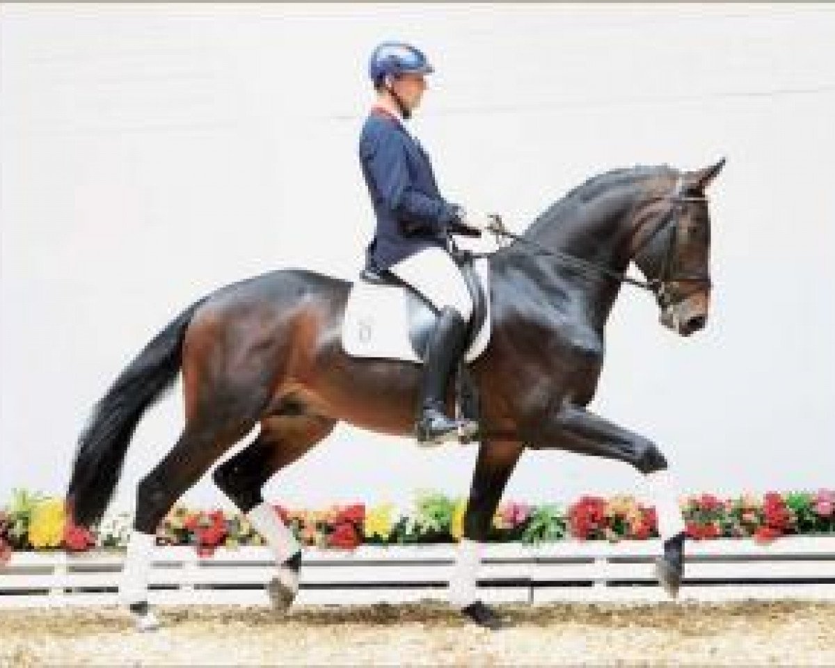 horse Frontman (Oldenburg, 2009, from Fidertanz)