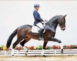 dressage horse Frontman (Oldenburg, 2009, from Fidertanz)