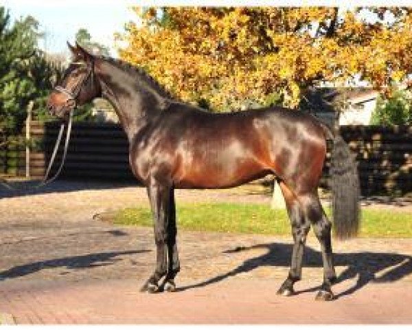 dressage horse Hengst von Quadroneur (German Sport Horse, 2011, from Quadroneur)