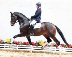 dressage horse Soweto (Oldenburg, 2010, from Sir Donnerhall I)