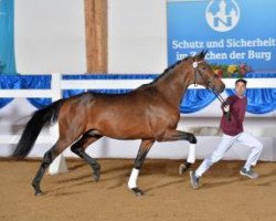 dressage horse Lorando 9 (Bavarian, 2011, from Lord Loxley I)