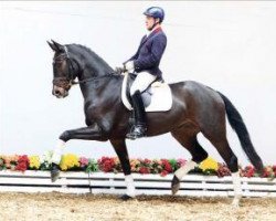 dressage horse Royal Boy (Oldenburg, 2010, from Royal Doruto OLD)