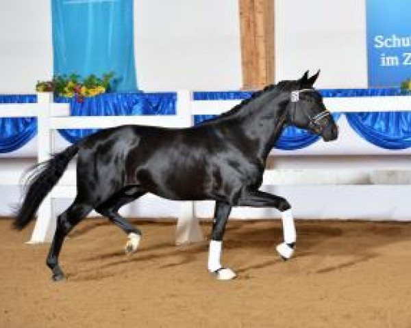 dressage horse Leo One (Bavarian, 2011, from Lord Leopold 7)