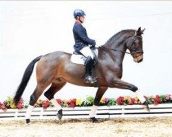 dressage horse Ferrero Küsschen M (Oldenburg, 2008, from For Compliment)